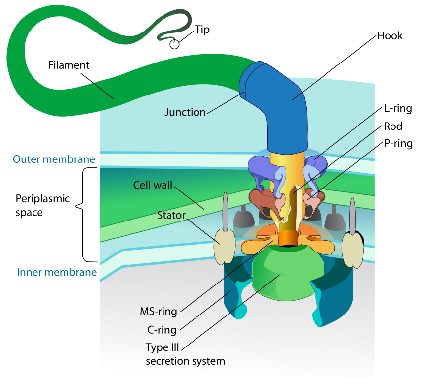 Cilia (simplificado)