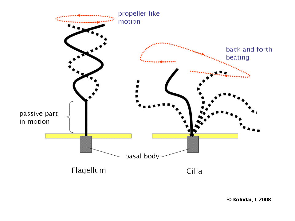 Cilia and Flagellum